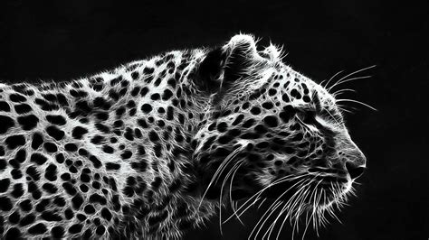 Black And White Animal Wallpaper 67 Pictures