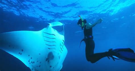 Manta Ray Imgur