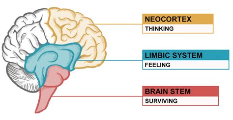 The Triune Brain An Evolutionary Model Of Your Brain Chrismillascom