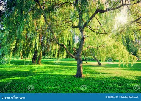 Green Summer Park Landscape Nature Theme Stock Image Image Of Nature
