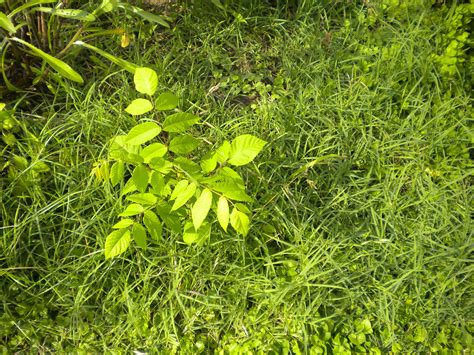 Edit Free Photo Of Beech Tree Sapling Weeds Garden Nature Needpix Com