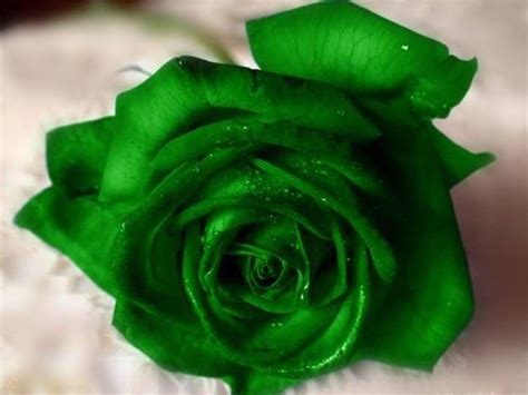 Green Rose Wallpapers Pictures Images