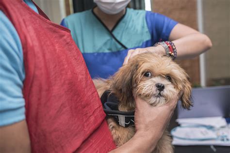 Esta Es La Enfermedad Que Pone En Riesgo La Vida De Los Perros Conozca Los Síntomas