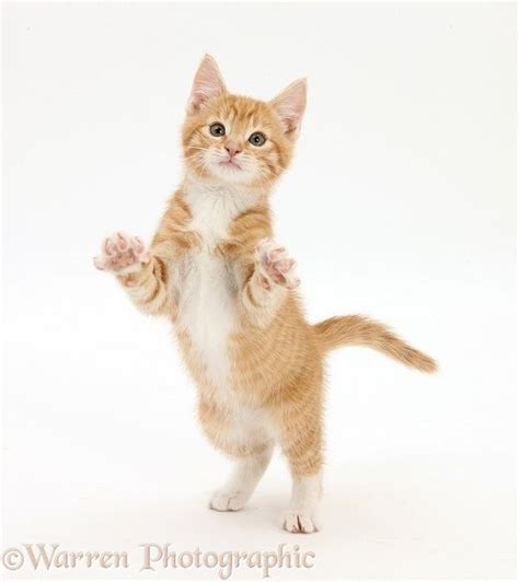 Ginger Kitten Standing Up And Reaching Out Ginger Kitten Cat Pose