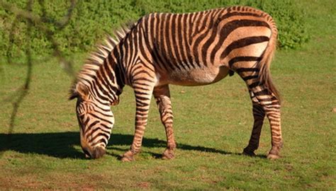 But, where are these rare zebras found? Zebra Breeding Facts | Sciencing
