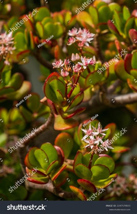 Succulent Crassula Ovata Hummels Sunset Pinkwhite Stock Photo Shutterstock