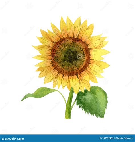 Watercolor Sunflower And Spica Cartoon Vector