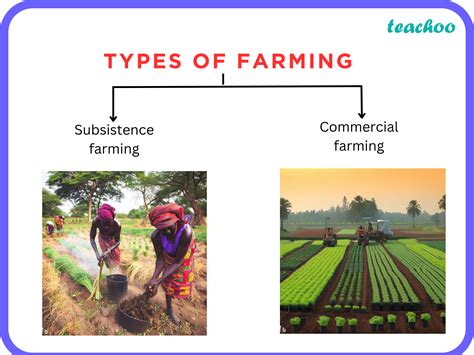 What Is The Difference Between Subsistence Farming And Commercial