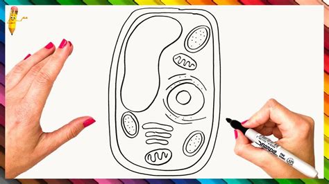 How To Draw A Plant Cell Step By Step Plant Cell Drawing Easy Plant