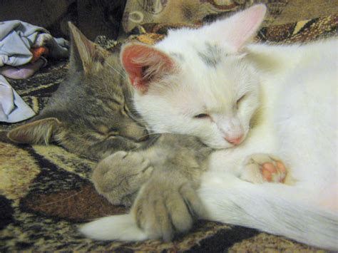 sleeping kitty mother and cat son — russian cats pictures