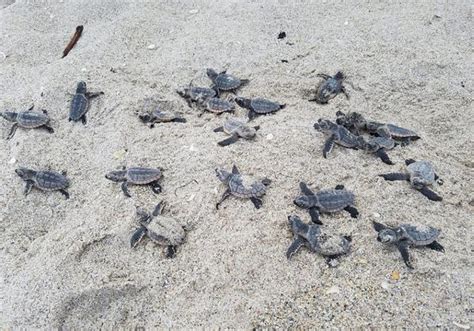 Fwc To Florida Beachgoers During This Critical Time Leave Sea Turtle Hatchlings Alone Wgcu News
