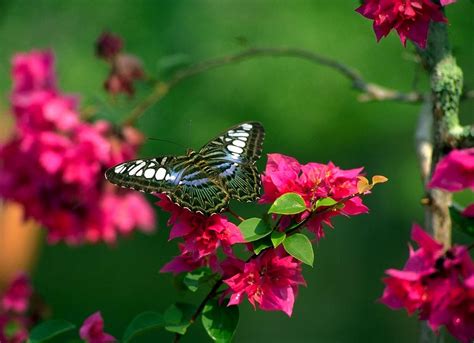 Free Download Flowers Butterfly Natural Beauty Desktop Wallpapers