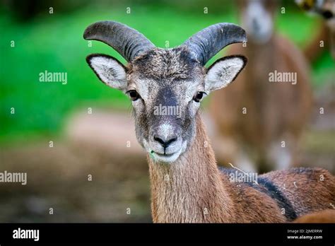 European Mouflon Ovis Gmelini Musimon Stock Photo Alamy