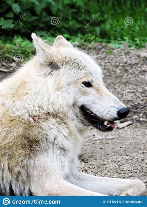 Portrait Of Grey Wolf Captive Animal Beautiful Wolf