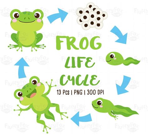 Frog Life Cycle Clipart Pond Animals Clip Art Tadpole Etsy