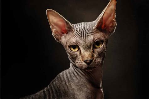 Fun Facts And Trivia About Sphynx Cats Pet Friendly House