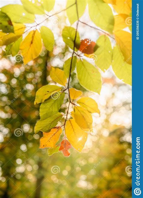 Orange And Yellow Autumn Beech Tree Leaves In Brightforest Stock Image