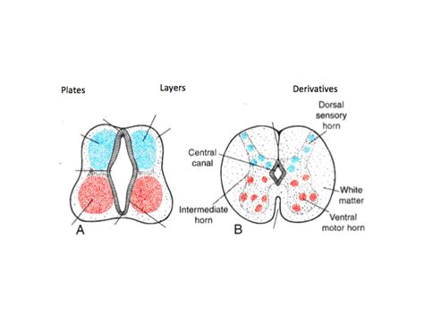 Start studying spinal cord development. Spinal Cord Development: Embryology