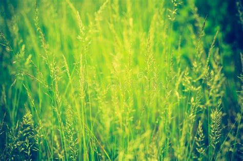 Vintage Photo Of Beautiful Wild Grass Stock Photo Image Of Abstract