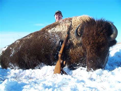 Buffalo Hunting In South Dakota Northern Plains Outfitters