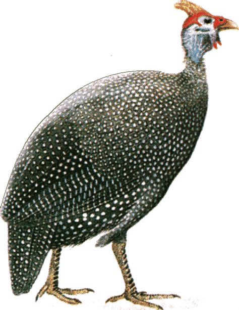 Guinea Fowl Clipart Free 20 Free Cliparts Download Images On