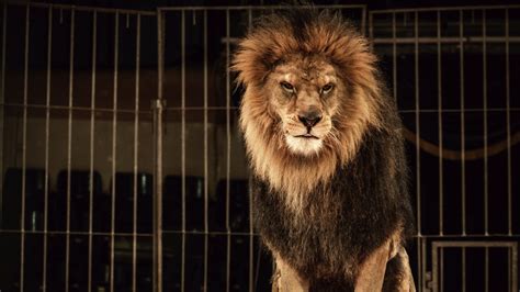 Comment In Defence Of Britains Last Lion Tamer Northumbria University Newcastle
