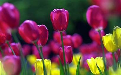 Spring Flowers Wallpapers Backgrounds Flower Background Tulips