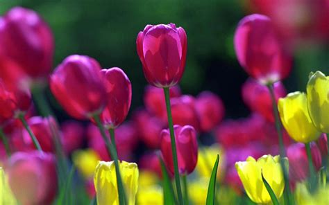 wallpapers: Spring Flowers Wallpapers