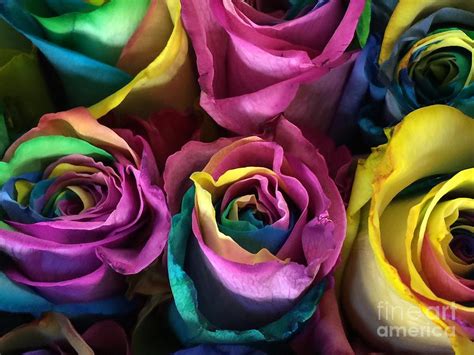 Psychedelic Roses Photograph By Virginia Giblin Pixels