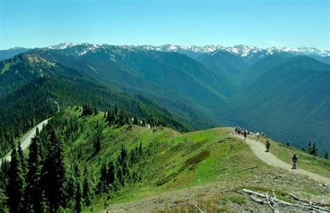 The official twitter site for updates on olympic np's hurricane ridge road. Hurricane Ridge (Olympic National Park) - All You Need to Know BEFORE You Go - Updated 2020 ...