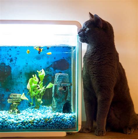 Why Do Cats Like Fish