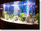 Images of Freshwater Aquarium Equipment List