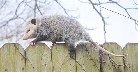 How To Get Rid Of Opossums The Garden Magazine