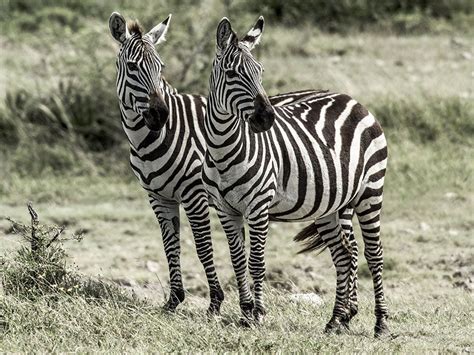 50 Unbelievable Facts About Zebras 2023 Edition Atonce