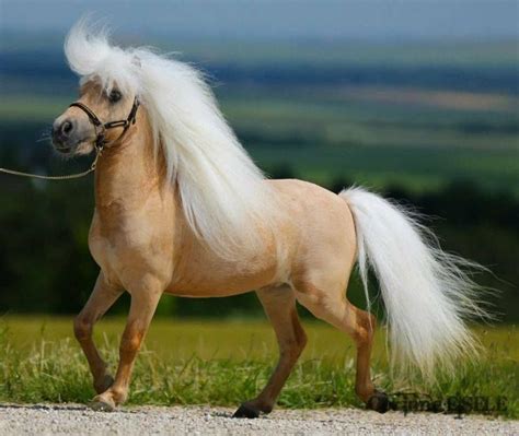 Beautiful Shetland Miniature Ponies Miniature Horse Pretty Horses