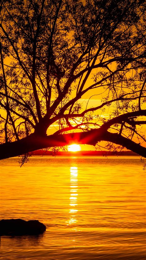 Tree Lake Sunset Sunlight