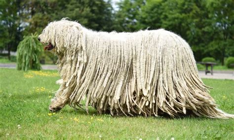 Komondor Dog Breed Characteristics Care And Photos Bechewy