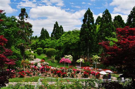 過去の写真～広島中山間地バラ園（安芸高田市、湧永満之記念庭園） 綺麗な写真 日々出来事