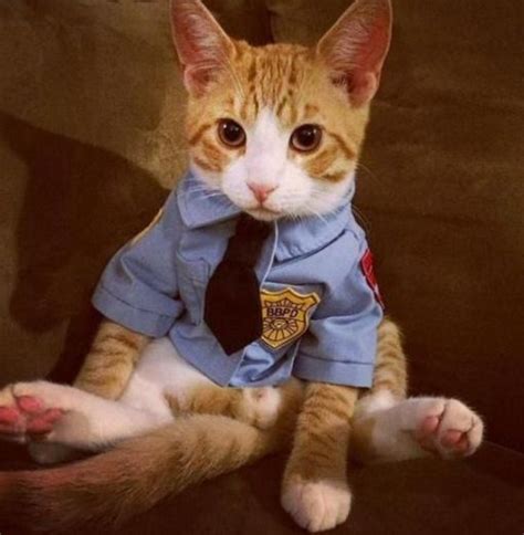 10 Funny And Cute Cats In Police Uniform Pet Day Cute Cats Cats