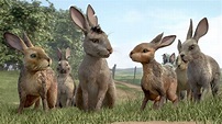 Review: A Watered-Down ‘Watership Down’ on Netflix - The New York Times