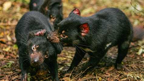 Tasmanian Devils Claw Their Way Back From Extinction Science Aaas