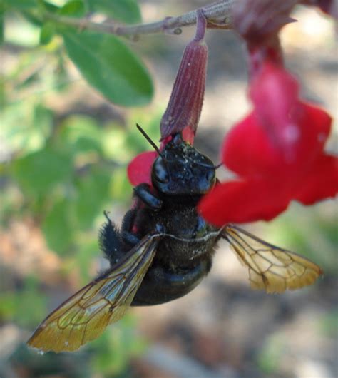 Carpenter Bee Female Xylocopa Sonorina Bugguidenet
