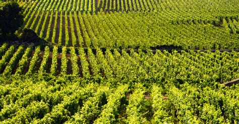 Your 2024 Guide To Is Chambertin In Burgundy Region