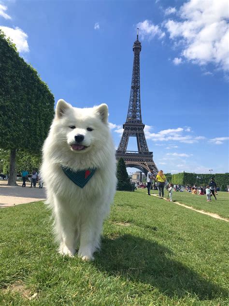 Mayapolarbear On Twitter Samoyed Dogs Cute Baby Dogs Cute Cats And Dogs