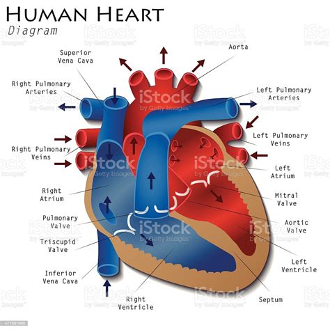 Human Heart Diagram Stock Illustration Download Image