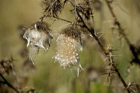 Wild Cotton Like Plant With Thorns Photograph By Todd Gipstein