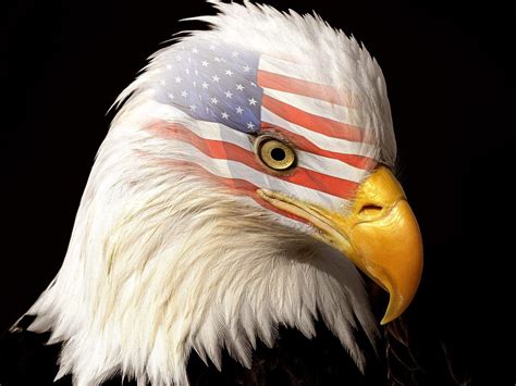 44 Bald Eagle American Flag Wallpapers Wallpapersafari