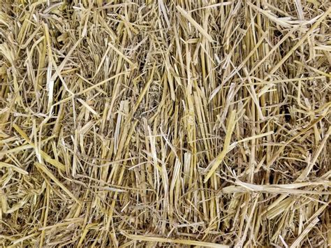 Hay Bale Texture Background Stock Photo Image Of Crop Harvest 122219286