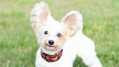 Parti Yorkie Dog Breed Facts And Information Pet Haver