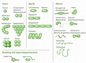 Morphology Of Bacteria Arrangement Shapes Sizes Diagram Examples | Hot ...